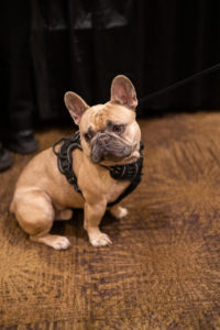 A French bulldog sits for the camera.