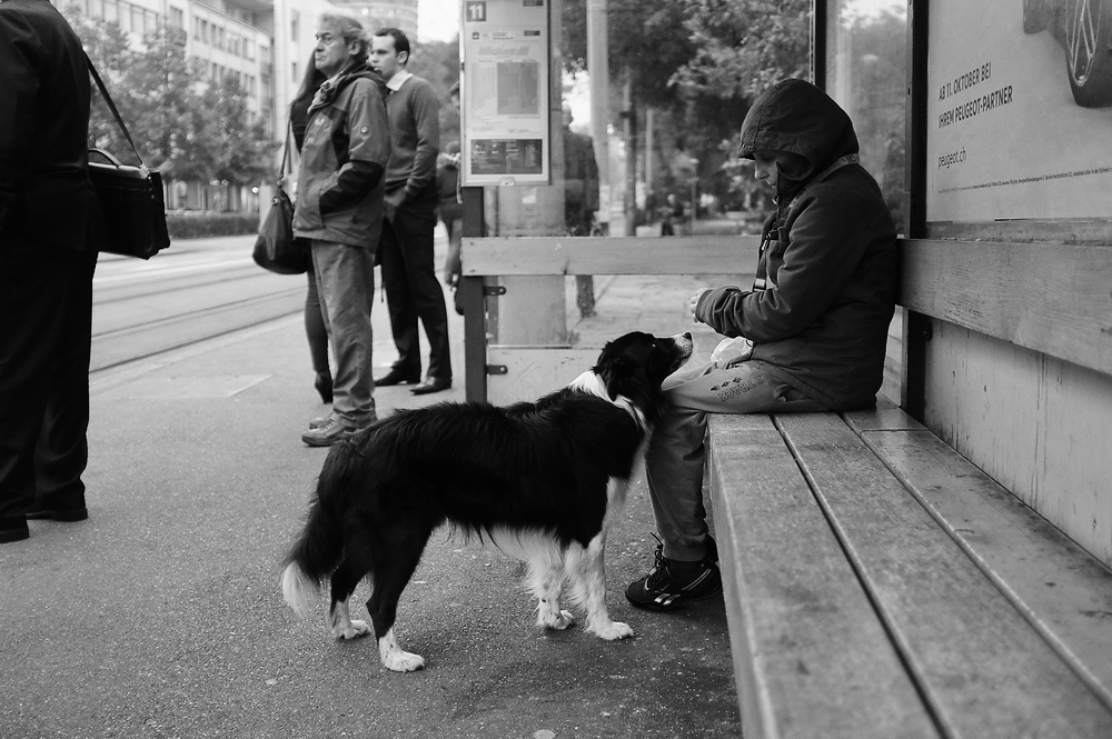 Black and white photo of a person sitting on a bench at a bus stop; a dog positioned in front of the person looks up at them.